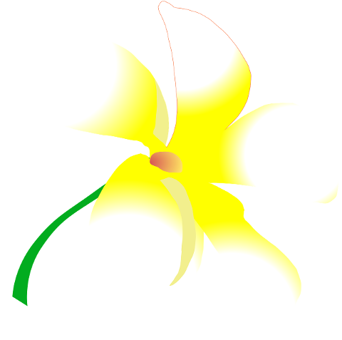 flower-blossom-petals-white-yellow-7466166