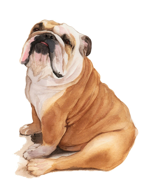 bulldog-dog-puppy-pet-animal-6104382