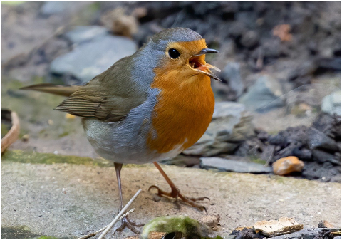 robin-bird-foraging-robin-redbreast-6059602