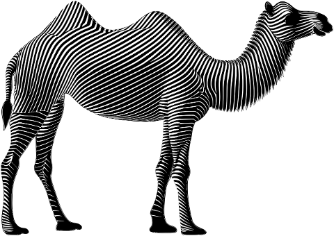 camel-animal-line-art-desert-8789505
