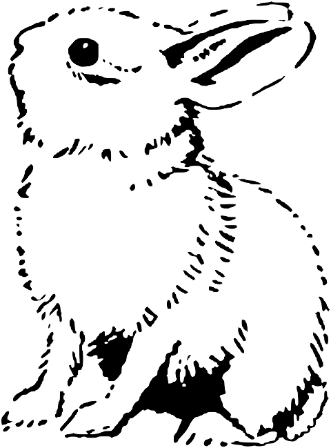 bunny-rabbit-line-art-animal-6704145