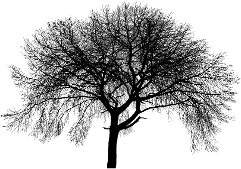 tree-branches-silhouette-trunk-6060843