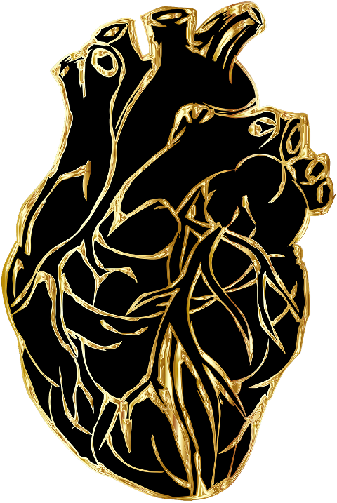 heart-organ-line-art-human-heart-7551950