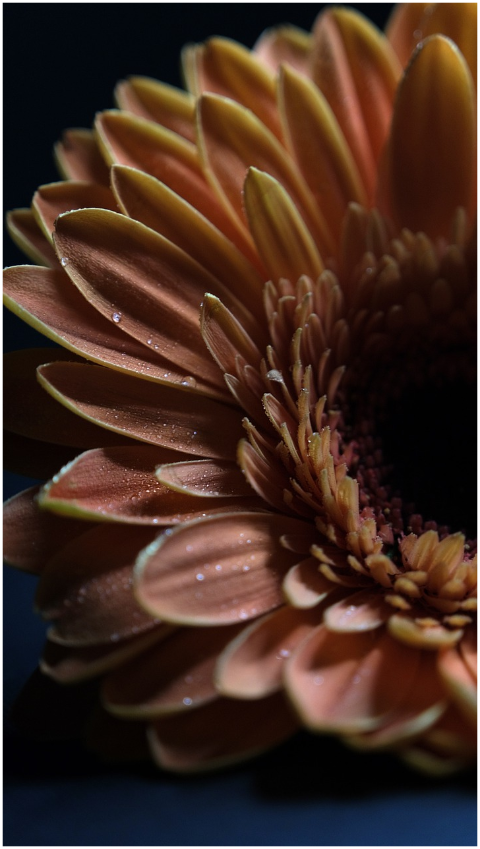 gerbera-flower-petals-dew-dewdrops-6068658