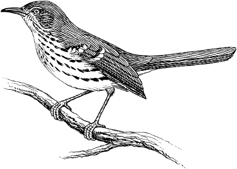 thrasher-bird-animal-ornithology-8034437