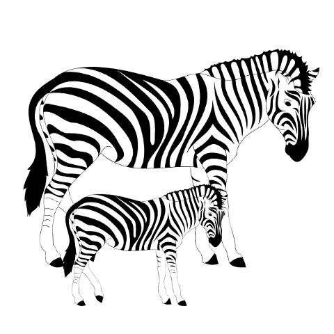 zebras-striped-black-and-white-6029607