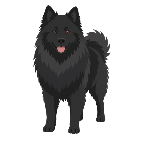 dog-eurasier-black-fluffy-pet-10365679