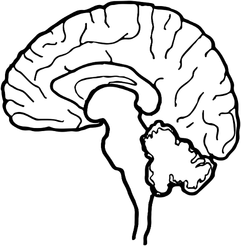 brain-organ-anatomy-biology-8057158