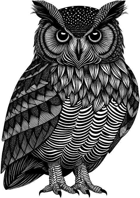 owl-bird-animal-ornithology-nature-8746687