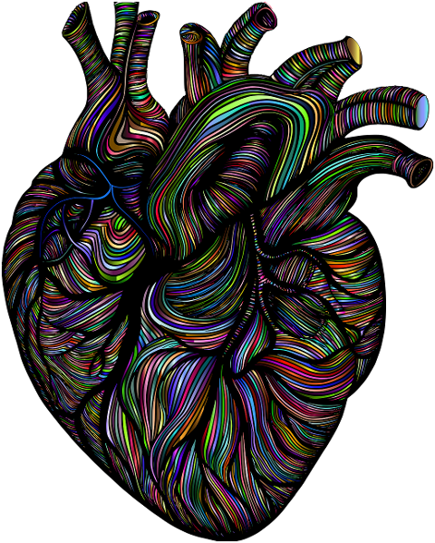 heart-organ-line-art-biology-8764397