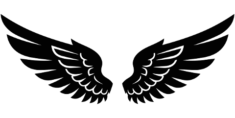 wings-black-white-feather-bird-10052550