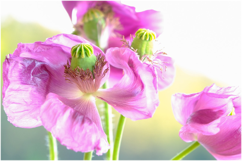 poppy-flowers-plant-petals-pink-5972925