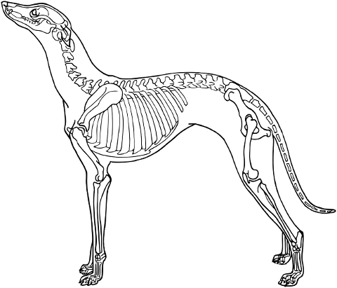 dog-animal-bones-skeleton-line-art-7337043