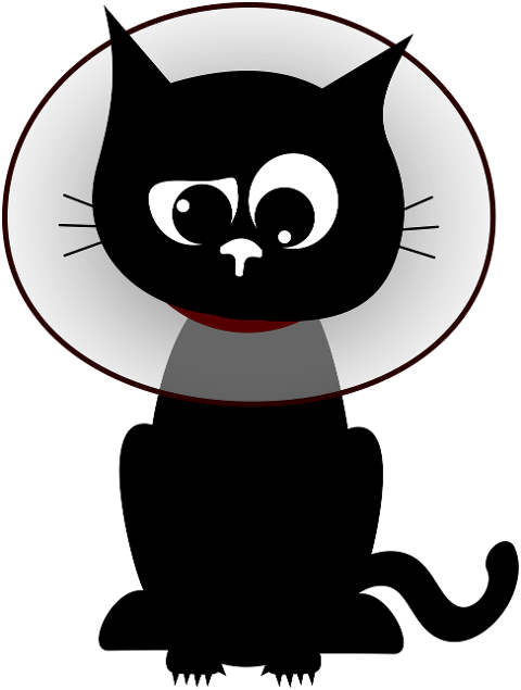 cat-kitten-black-cats-pet-animal-10038733