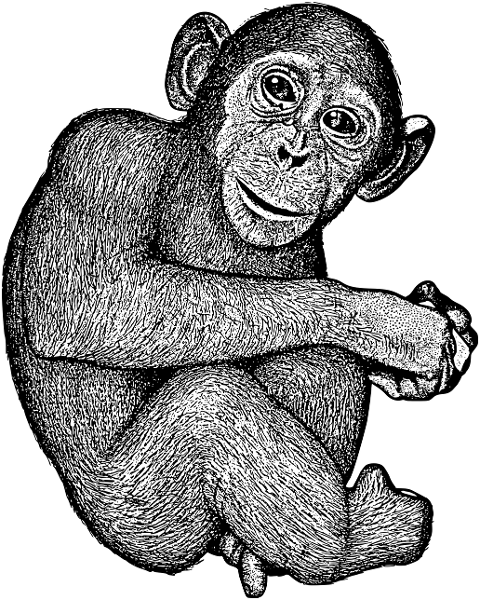 chimpanzee-ape-animal-simian-7485679