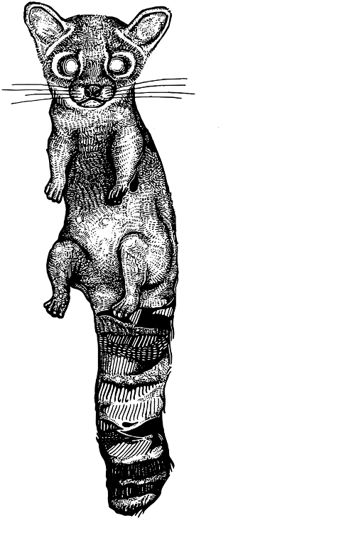 raccoon-tattoo-drawing-design-6769054