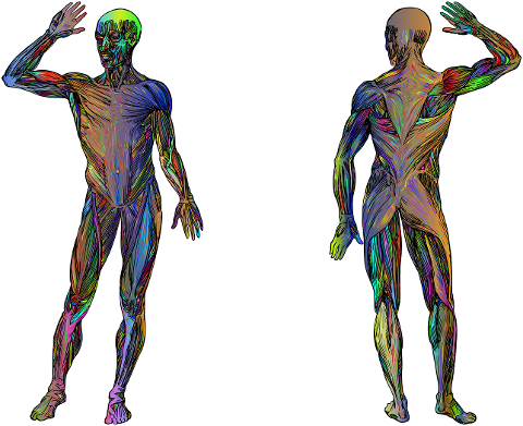 man-body-human-muscles-biology-7337106