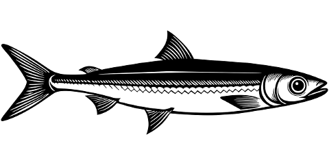ai-generated-anchovy-fish-animal-8853407