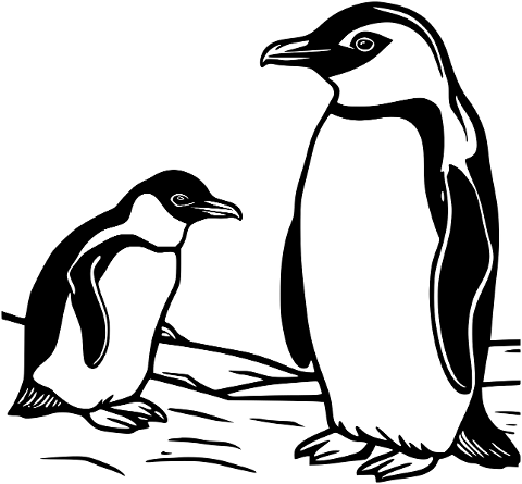 penguin-animals-antarctica-8659564