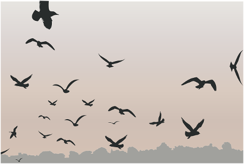 birds-flying-sky-silhouette-6203624