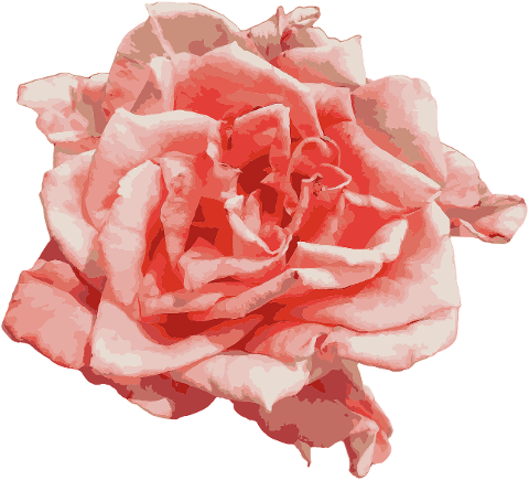 rose-flower-bloom-pink-rose-love-7335669