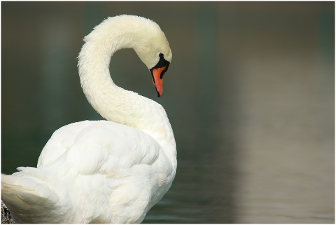 bird-swan-nature-water-half-heart-4298869