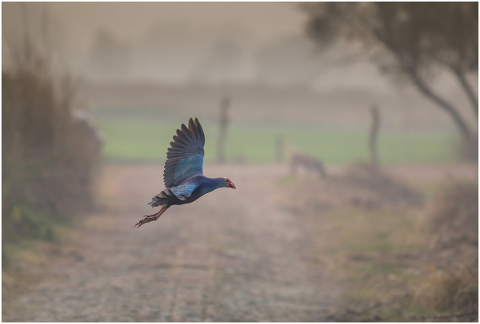 purple-hen-bird-in-flight-4903532