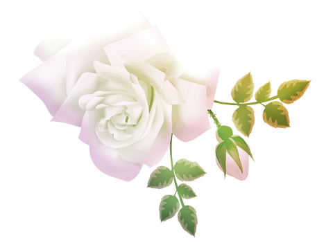 watercolor-rose-roses-pink-stem-4409234