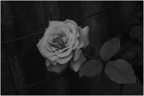 rose-plant-flower-bloom-nature-5019864