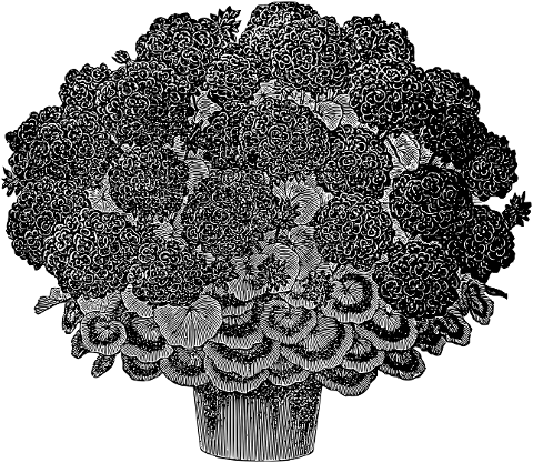 geranium-flower-sketch-flower-pot-7290237