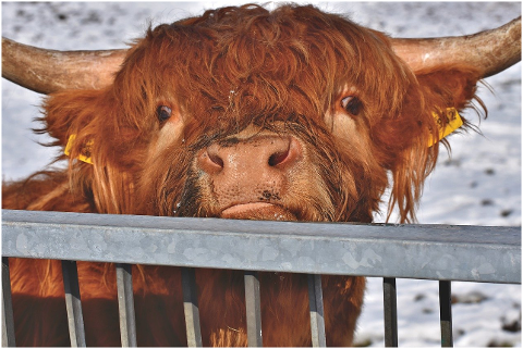 scottish-highland-cow-bull-cow-6014911
