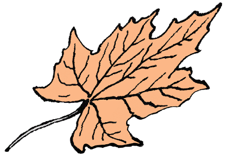 autumn-leaf-autumn-leaf-fall-season-7453312