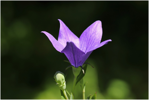 flowered-balloon-flower-4354881