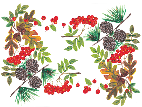 rowan-berries-cones-nature-leaves-7498840
