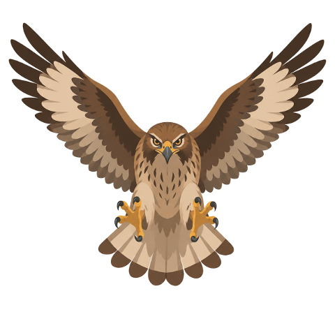 hawk-bird-of-prey-wings-raptor-10366727