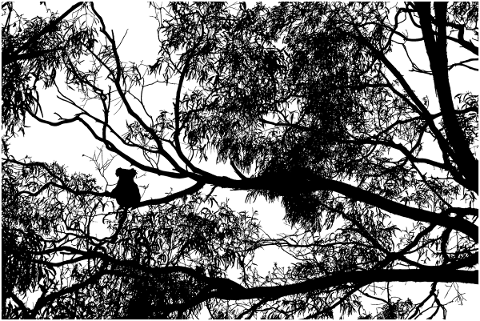 forest-koala-silhouette-trees-4801265