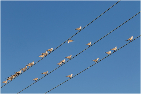 birds-on-wire-birds-avian-perch-4621975