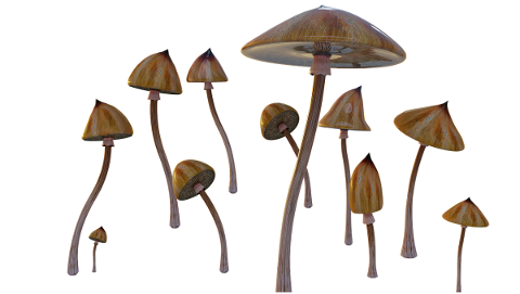 mushrooms-psychedelic-cubensis-4942435