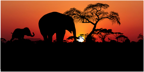 sunset-africa-elephants-landscape-4380633