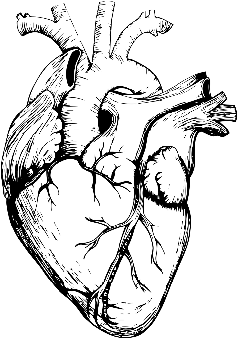heart-organ-line-art-biology-6940665
