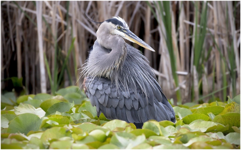 great-blue-heron-heron-bird-animal-8149991