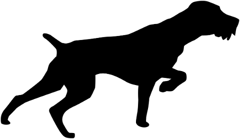 dog-wirehaired-hunting-dog-animal-4675497