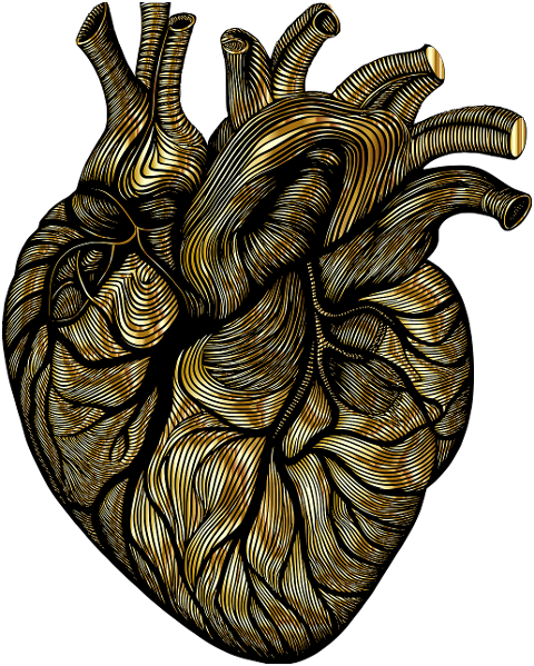 heart-organ-line-art-biology-8764398