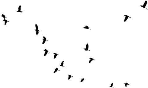 birds-silhouette-animals-flying-5202523