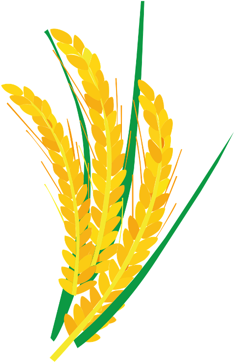 wheat-barley-agriculture-nature-7485864