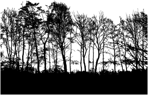 forest-trees-silhouette-branches-5207063