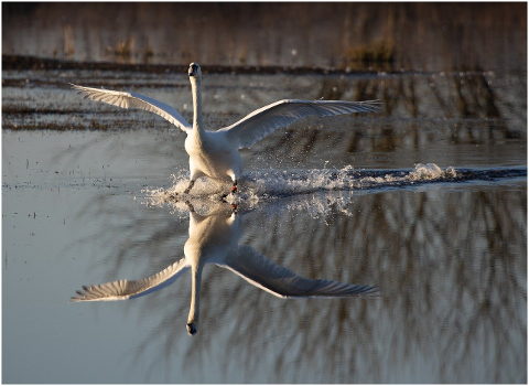 swan-bird-river-wings-landing-6059579
