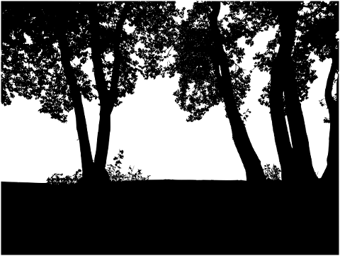 trees-forest-silhouette-woods-6473842