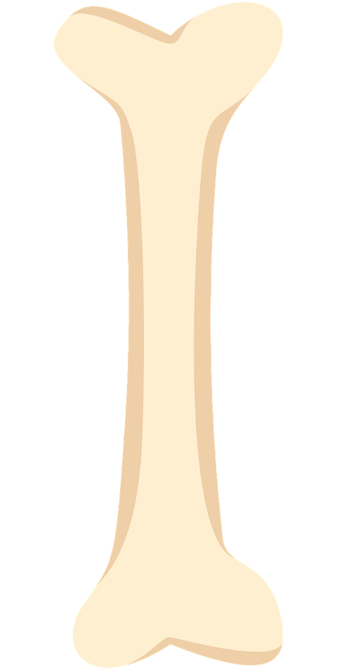 bone-skeleton-anatomy-cutout-9079454