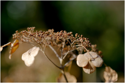 flower-hydrangea-plant-faded-6058815